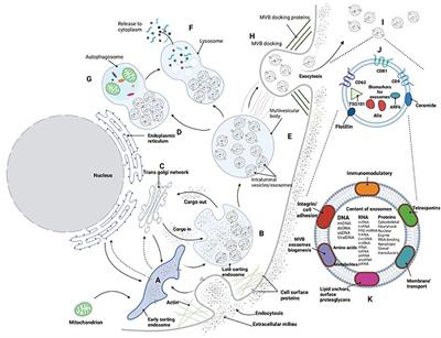 The role of exosomes and exosomal microRNA in diabetic cardiomyopathy